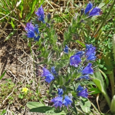 Echium vulgare (Vipers Bugloss) at Tidbinbilla Nature Reserve - 14 Jan 2015 by galah681