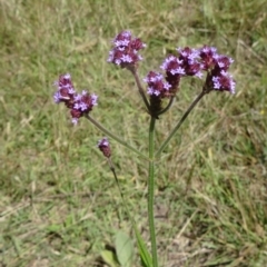 Verbena incompta (Purpletop) at Paddys River, ACT - 15 Jan 2015 by galah681