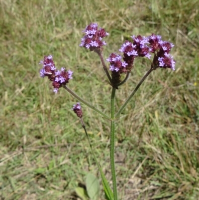 Verbena incompta (Purpletop) at Paddys River, ACT - 14 Jan 2015 by galah681