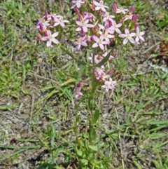 Centaurium erythraea (Common Centaury) at Paddys River, ACT - 15 Jan 2015 by galah681