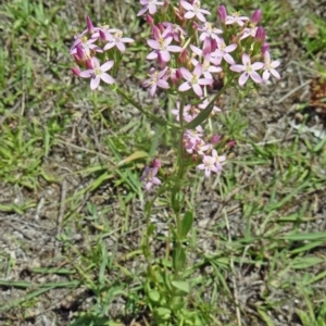 Centaurium erythraea at Paddys River, ACT - 15 Jan 2015 10:51 AM