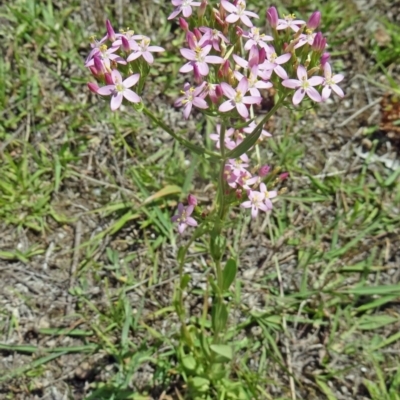 Centaurium erythraea (Common Centaury) at Paddys River, ACT - 15 Jan 2015 by galah681