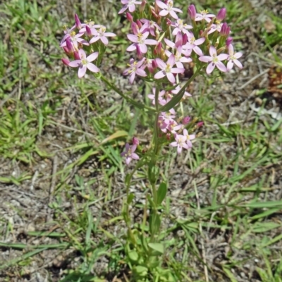 Centaurium erythraea (Common Centaury) at Paddys River, ACT - 14 Jan 2015 by galah681