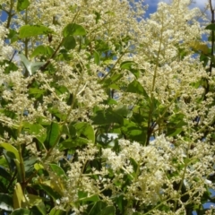 Ligustrum lucidum (Large-leaved Privet) at Tidbinbilla Nature Reserve - 14 Jan 2015 by galah681