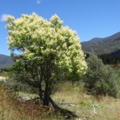 Ligustrum lucidum at Paddys River, ACT - 15 Jan 2015