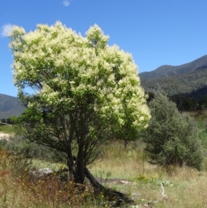 Ligustrum lucidum at Paddys River, ACT - 15 Jan 2015