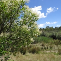 Ligustrum lucidum at Paddys River, ACT - 15 Jan 2015 10:52 AM