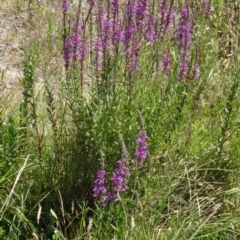 Lythrum salicaria (Purple Loosestrife) at Paddys River, ACT - 15 Jan 2015 by galah681