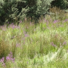 Lythrum salicaria at Paddys River, ACT - 15 Jan 2015 10:53 AM