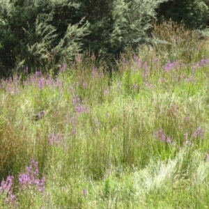 Lythrum salicaria at Paddys River, ACT - 15 Jan 2015