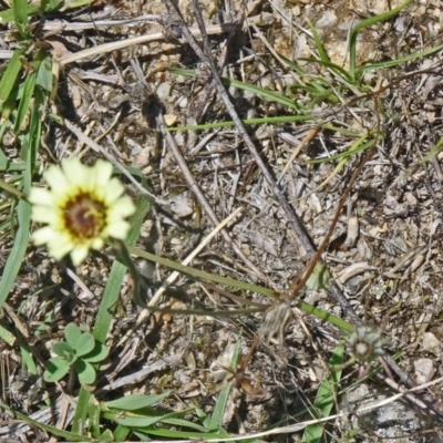 Tolpis barbata (Yellow Hawkweed) at Paddys River, ACT - 15 Jan 2015 by galah681