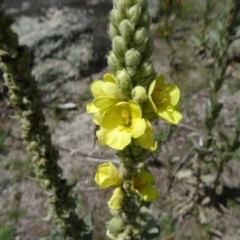 Verbascum thapsus subsp. thapsus (Great Mullein, Aaron's Rod) at Paddys River, ACT - 15 Jan 2015 by galah681