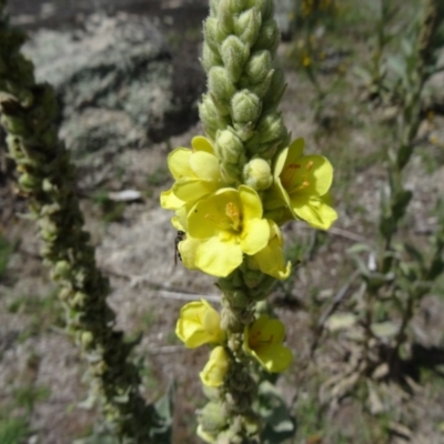 Verbascum thapsus subsp. thapsus (Great Mullein, Aaron's Rod) at Paddys River, ACT - 14 Jan 2015 by galah681