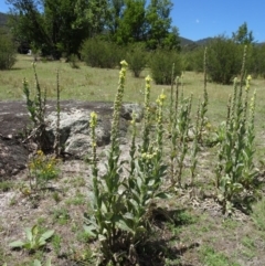 Verbascum thapsus subsp. thapsus at Paddys River, ACT - 15 Jan 2015 10:54 AM