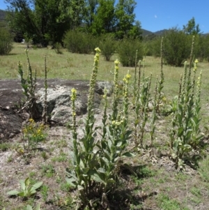 Verbascum thapsus subsp. thapsus at Paddys River, ACT - 15 Jan 2015 10:54 AM