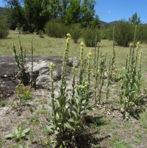 Verbascum thapsus subsp. thapsus at Paddys River, ACT - 15 Jan 2015