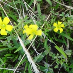 Oxalis perennans at Tidbinbilla Nature Reserve - 15 Jan 2015 by galah681