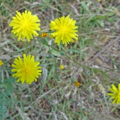 Crepis capillaris (Smooth Hawksbeard) at Paddys River, ACT - 15 Jan 2015 by galah681