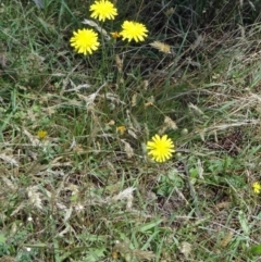 Crepis capillaris at Paddys River, ACT - 15 Jan 2015