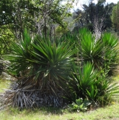 Yucca sp. at Paddys River, ACT - 15 Jan 2015 by galah681