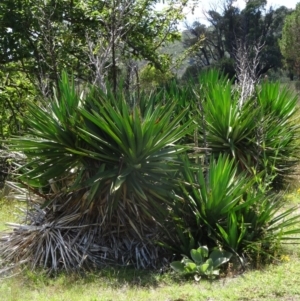 Yucca sp. at Paddys River, ACT - 15 Jan 2015