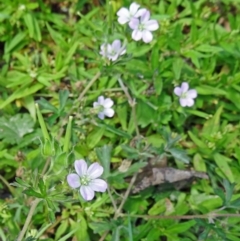 Geranium sp. Pleated sepals (D.E.Albrecht 4707) Vic. Herbarium at Paddys River, ACT - 14 Jan 2015 by galah681