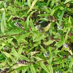 Persicaria prostrata (Creeping Knotweed) at Paddys River, ACT - 15 Jan 2015 by galah681