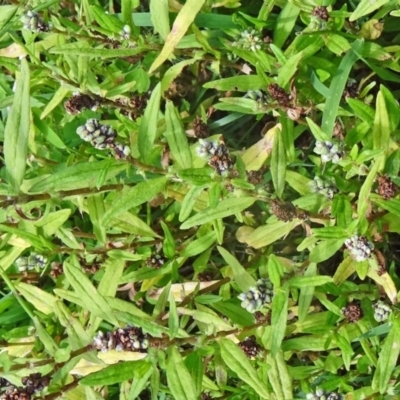 Persicaria prostrata (Creeping Knotweed) at Tidbinbilla Nature Reserve - 14 Jan 2015 by galah681