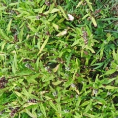 Persicaria prostrata at Paddys River, ACT - 15 Jan 2015 10:59 AM