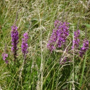 Lythrum salicaria at Paddys River, ACT - 15 Jan 2015 11:12 AM