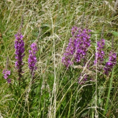 Lythrum salicaria (Purple Loosestrife) at Paddys River, ACT - 15 Jan 2015 by galah681