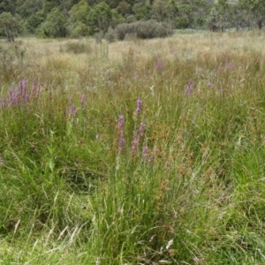 Lythrum salicaria at Paddys River, ACT - 15 Jan 2015 11:12 AM