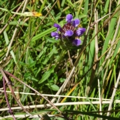 Prunella vulgaris (Self-heal, Heal All) at Tidbinbilla Nature Reserve - 15 Jan 2015 by galah681