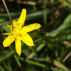 Hypoxis hygrometrica at Paddys River, ACT - 15 Jan 2015