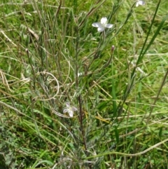 Epilobium hirtigerum (Hairy Willowherb) at Tidbinbilla Nature Reserve - 15 Jan 2015 by galah681