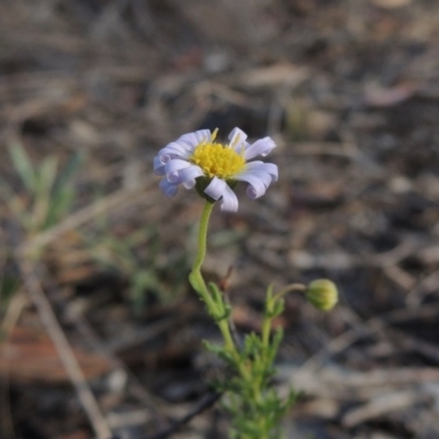 Brachyscome rigidula (Hairy Cut-leaf Daisy) at Conder, ACT - 7 Dec 2014 by michaelb