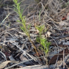 Brachyscome rigidula at Conder, ACT - 7 Dec 2014