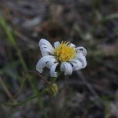 Brachyscome rigidula at Conder, ACT - 7 Dec 2014