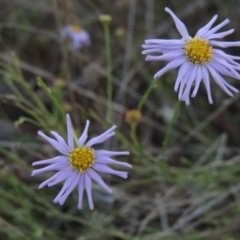 Brachyscome rigidula (Hairy Cut-leaf Daisy) at Conder, ACT - 6 Dec 2014 by michaelb