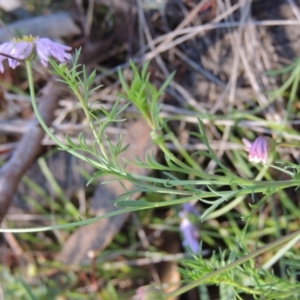 Brachyscome rigidula at Conder, ACT - 7 Dec 2014 12:00 AM