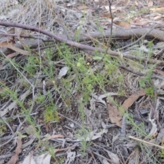 Brachyscome rigidula at Conder, ACT - 7 Dec 2014 12:00 AM