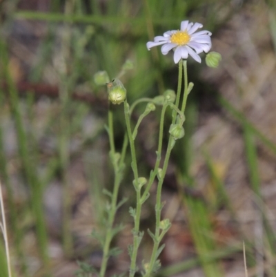Brachyscome rigidula (Hairy Cut-leaf Daisy) at Rob Roy Range - 7 Dec 2014 by MichaelBedingfield
