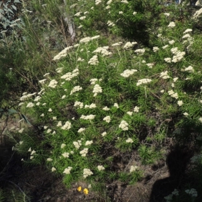 Cassinia longifolia (Shiny Cassinia, Cauliflower Bush) at Conder, ACT - 7 Dec 2014 by MichaelBedingfield
