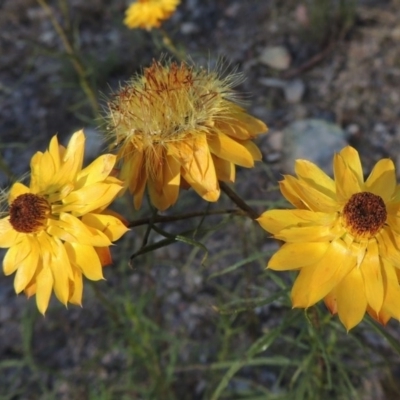Xerochrysum viscosum (Sticky Everlasting) at Conder, ACT - 7 Dec 2014 by MichaelBedingfield