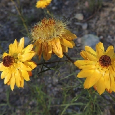 Xerochrysum viscosum (Sticky Everlasting) at Conder, ACT - 7 Dec 2014 by michaelb