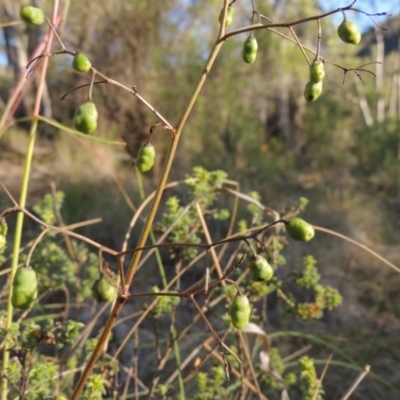 Dianella revoluta var. revoluta (Black-Anther Flax Lily) at Conder, ACT - 7 Dec 2014 by MichaelBedingfield