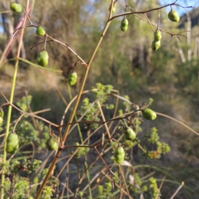 Dianella revoluta var. revoluta (Black-Anther Flax Lily) at Conder, ACT - 7 Dec 2014 by michaelb