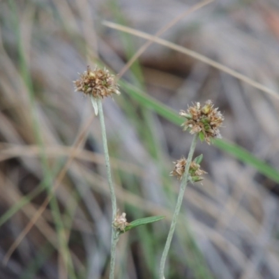 Euchiton japonicus (Creeping Cudweed) at Rob Roy Range - 7 Dec 2014 by michaelb