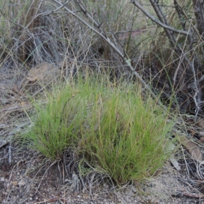 Poa sp. CNM1 (under review, formerly Poa meionectes) (Snow Grass) at Conder, ACT - 7 Dec 2014 by MichaelBedingfield