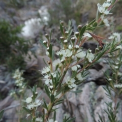 Kunzea ericoides (Burgan) at Conder, ACT - 4 Dec 2014 by michaelb